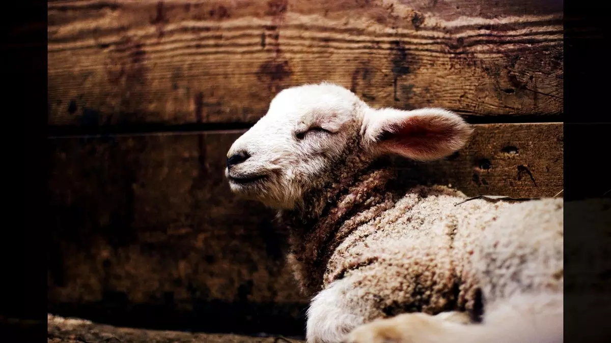 SLEEPING LAMB © Daniel Sandvik | Unsplash.com
