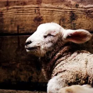 SLEEPING LAMB © Daniel Sandvik | Unsplash.com SLEEPING LAMB © Daniel Sandvik | Unsplash.com