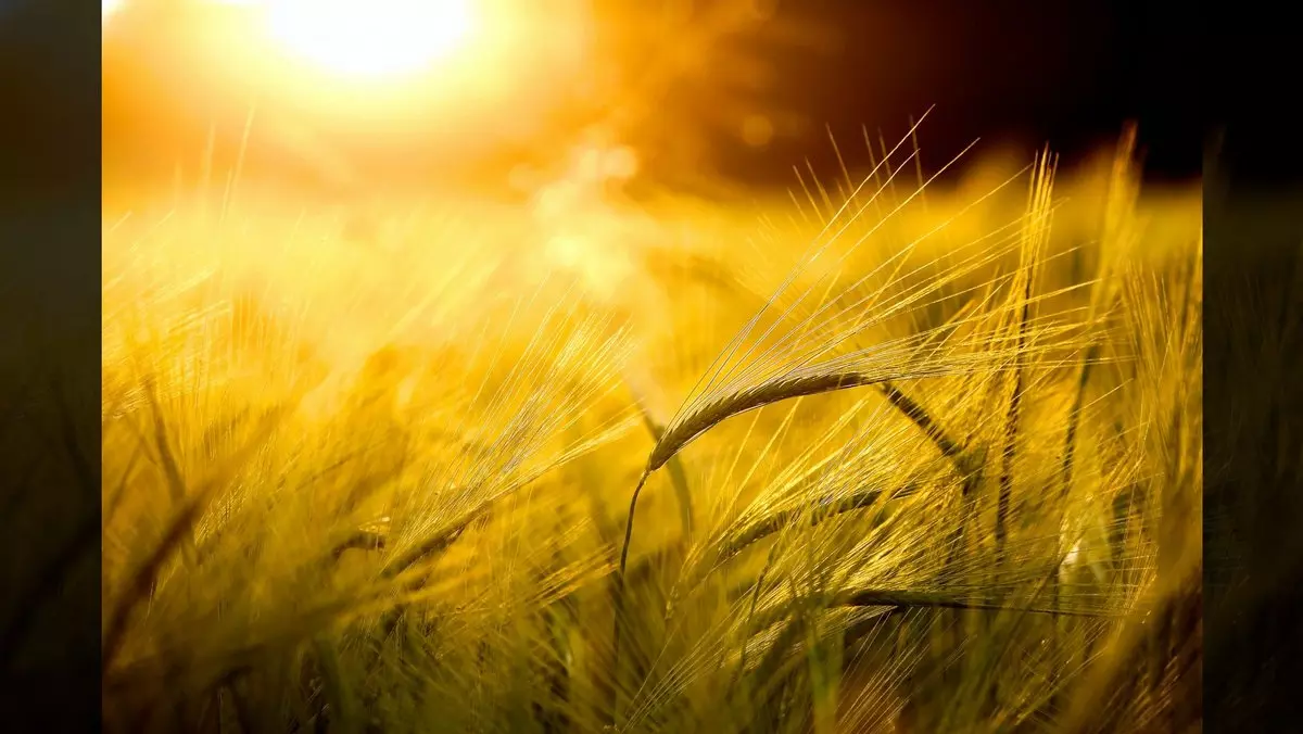 BARLEY FIELD IN GOLDEN GLOW © Zlikovec | Dreamstime.com