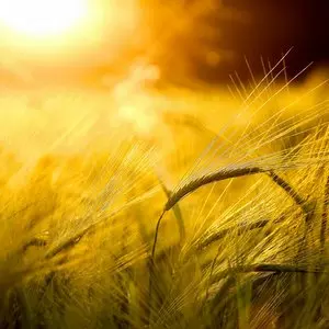 BARLEY FIELD IN GOLDEN GLOW © Zlikovec | Dreamstime.com BARLEY FIELD IN GOLDEN GLOW © Zlikovec | Dreamstime.com