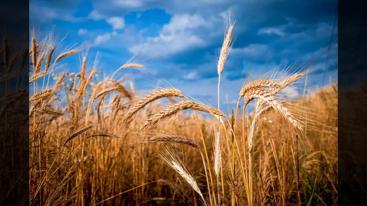 GOLDEN BARLEY © Vegavin | Dreamstime.com