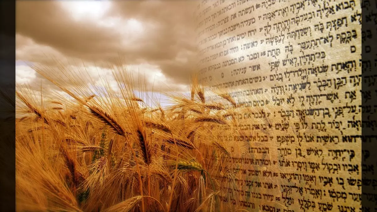 BARLEY FIELD IN STANSFIELD SUFFOLK © GREENGAGE | PANORAMIO.COM AND BIBLE TEXT - HEBREW SCRIPT © BORYAK | ISTOCKPHOTO.COM COMPILATION  © Brady Stephenson | OneMessianicGentile.com