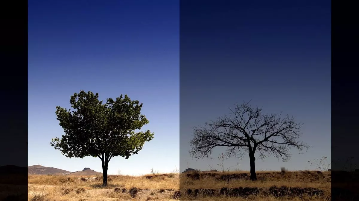 TWO TREES STANDING ALONE IN DESERT © weka | iStockPhoto.com