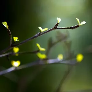 The Weekly Parashah::YOUNG SHOOTS © Lawrence Wee | Dreamstime.com The Weekly Parashah::YOUNG SHOOTS © Lawrence Wee | Dreamstime.com