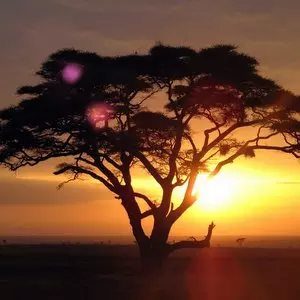 Family Tree of Christian Denominations::ACACIA TREE ON A SUNRISE SAFARI - Daniel Zaas (2008) | Wikimedia.org Family Tree of Christian Denominations::ACACIA TREE ON A SUNRISE SAFARI - Daniel Zaas (2008) | Wikimedia.org