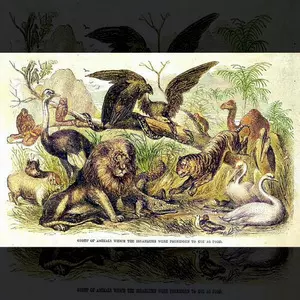 GROUP OF ANIMALS THE ISRAELITES WERE FORBIDDEN TO USE AS FOOD - Cassell's Illustrated Family Bible- Volume 1 (1860) | Google Books