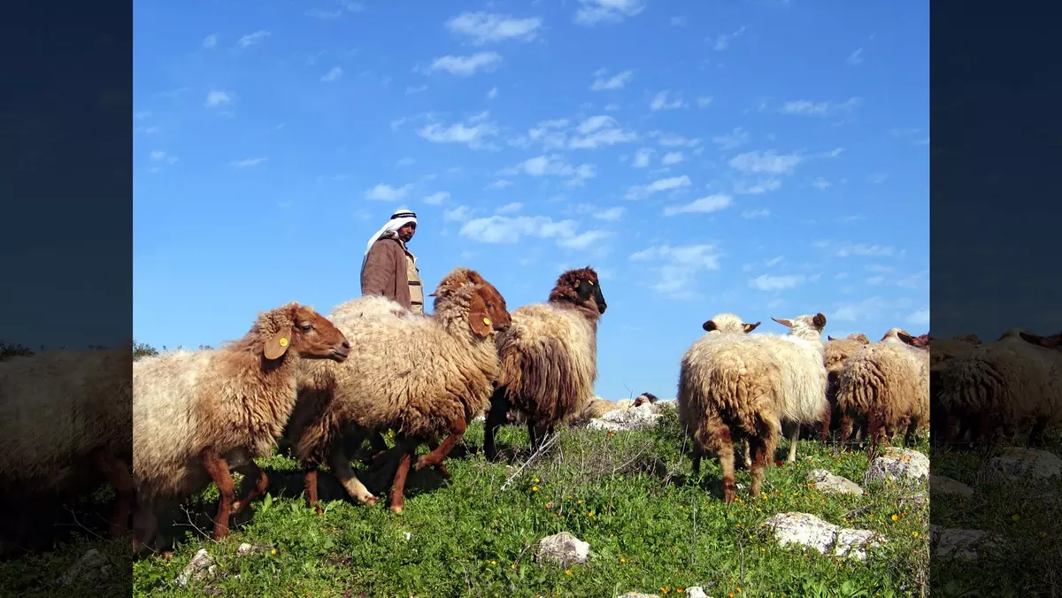 VAYISHLACH::HERD AND THE SHEPHERD © Irina Opachevsky | Dreamstime.com