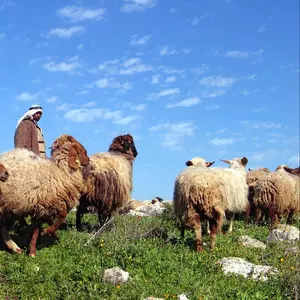 VAYISHLACH::HERD AND THE SHEPHERD © Irina Opachevsky | Dreamstime.com VAYISHLACH::HERD AND THE SHEPHERD © Irina Opachevsky | Dreamstime.com