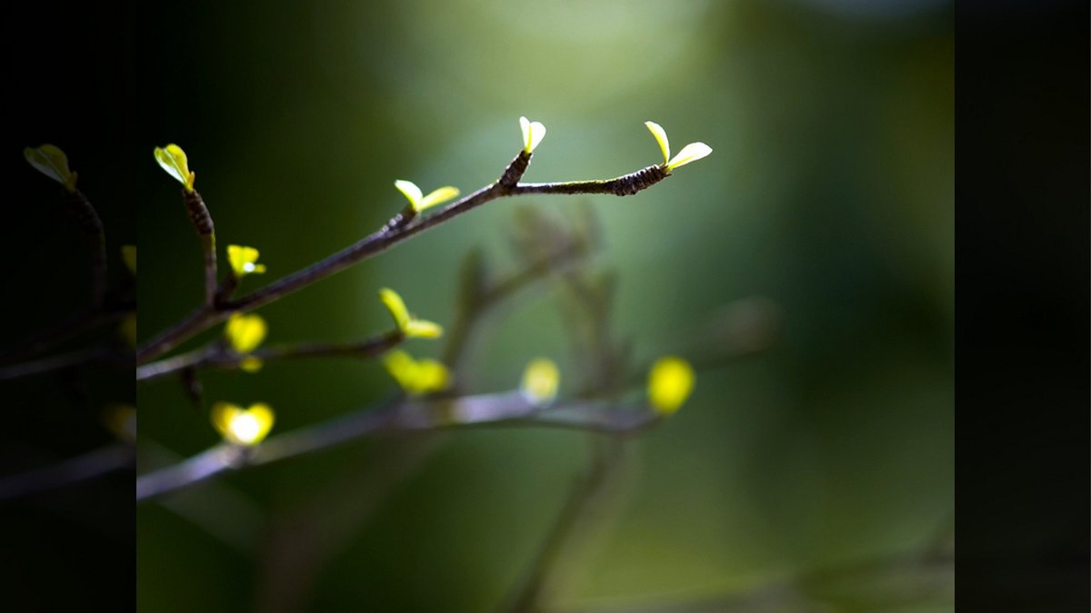 The Weekly Parashah::YOUNG SHOOTS © Lawrence Wee | Dreamstime.com