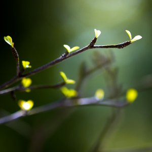 The Weekly Parashah::YOUNG SHOOTS © Lawrence Wee | Dreamstime.com