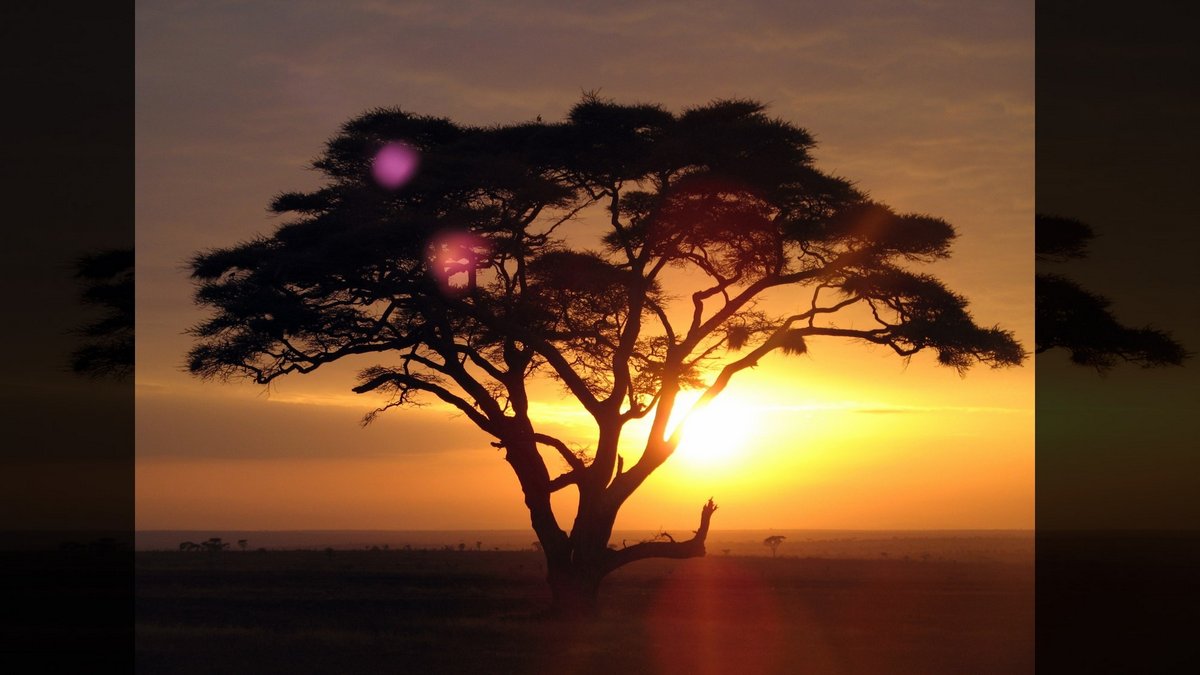 Family Tree of Christian Denominations::ACACIA TREE ON A SUNRISE SAFARI - Daniel Zaas (2008) | Wikimedia.org