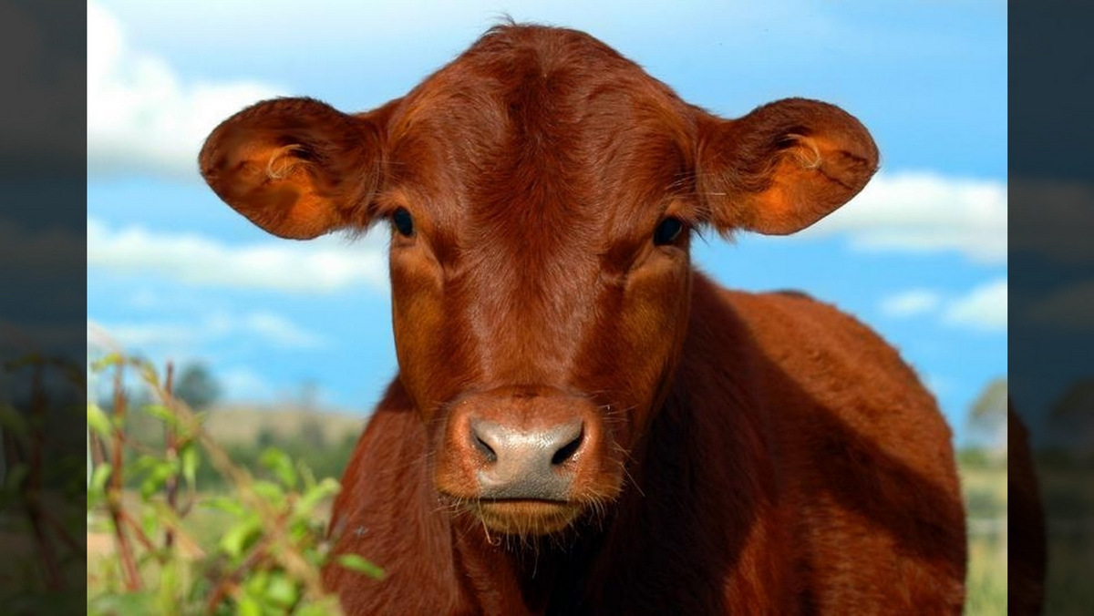 CHUKAT::RED ANGUS CALF © Gee807 | Dreamstime.com