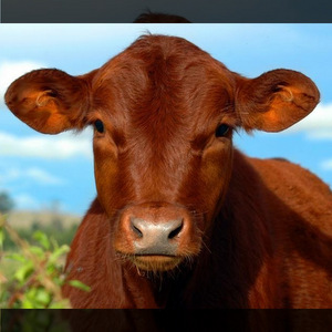 CHUKAT::RED ANGUS CALF © Gee807 | Dreamstime.com CHUKAT::RED ANGUS CALF © Gee807 | Dreamstime.com