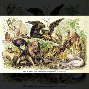 GROUP OF ANIMALS THE ISRAELITES WERE FORBIDDEN TO USE AS FOOD - Cassell's Illustrated Family Bible- Volume 1 (1860) | Google Books